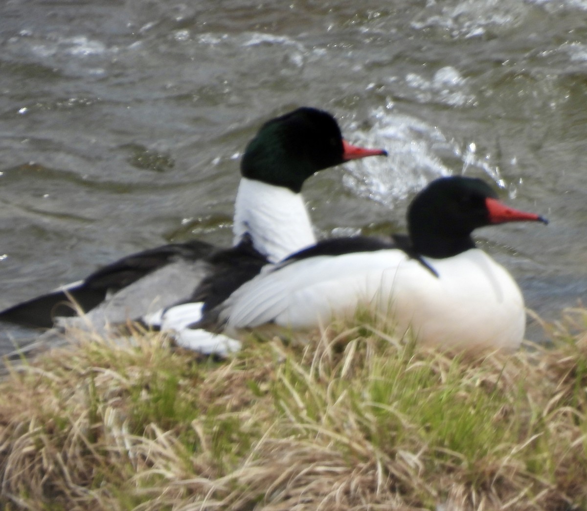 Common Merganser - ML617985684