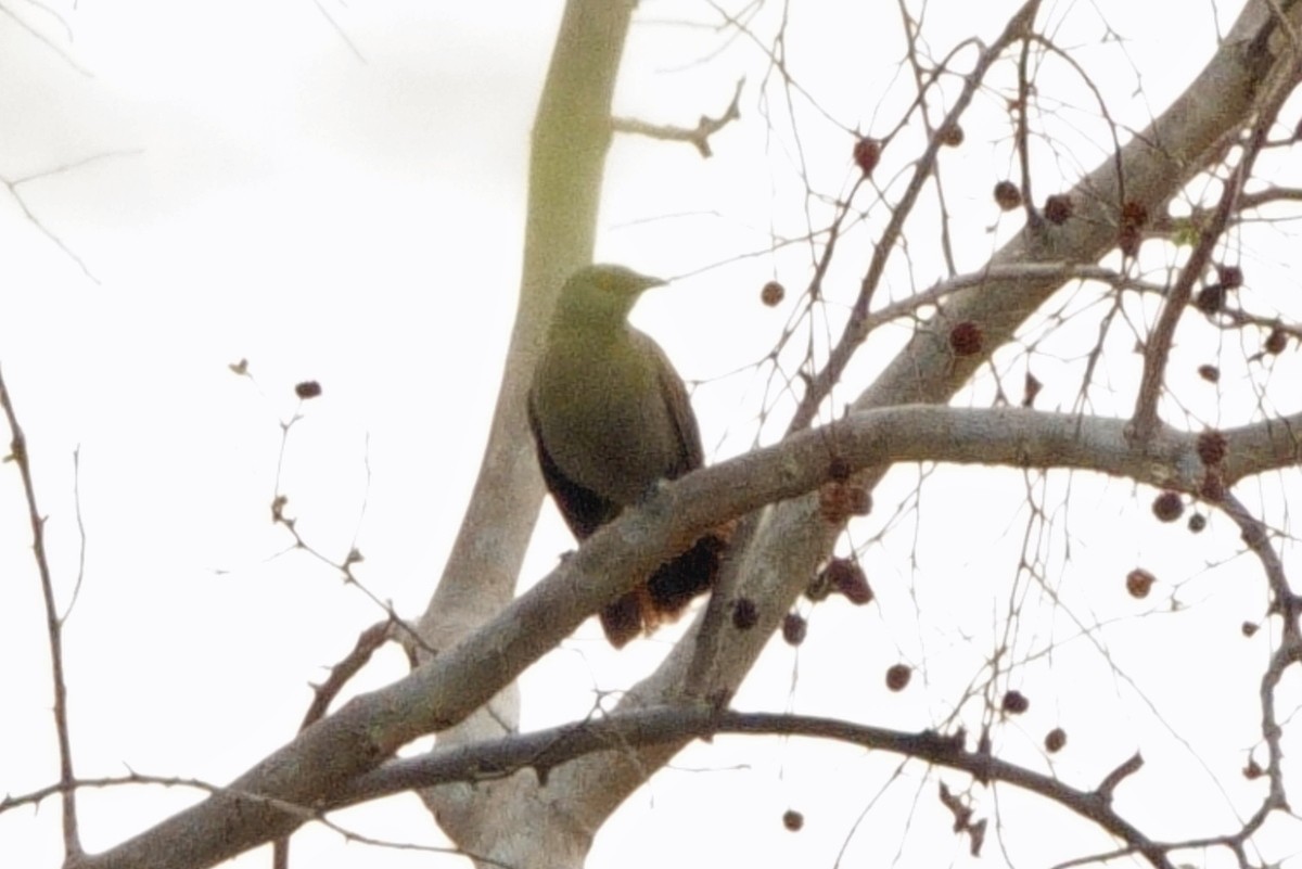 Brown Babbler - ML617985703