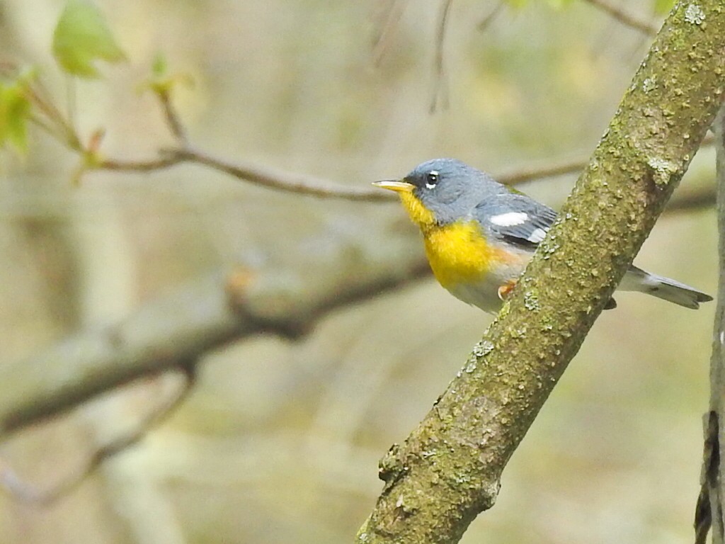 Northern Parula - ML617985727