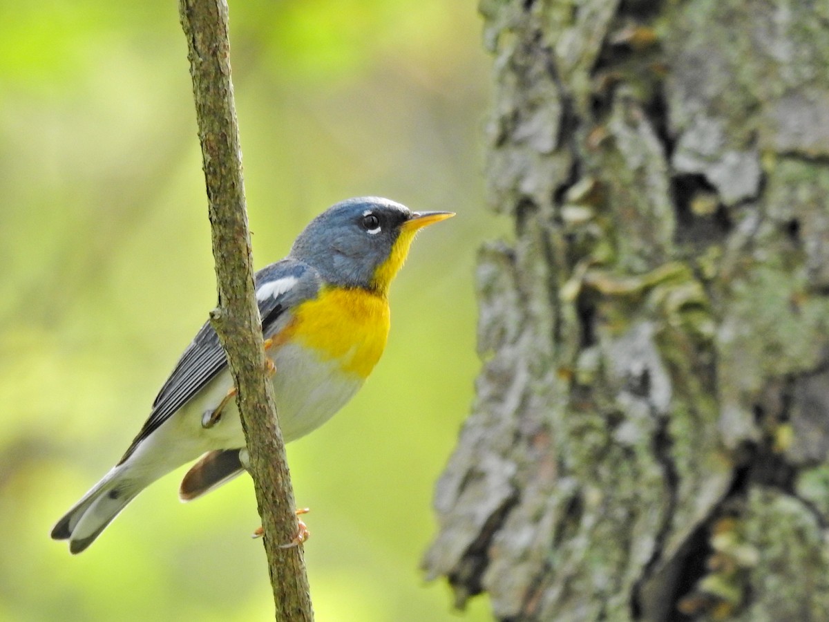 Northern Parula - ML617985728