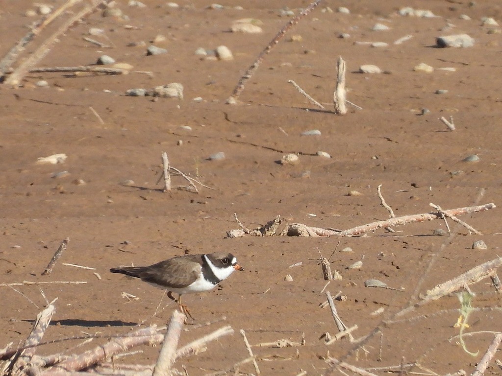 Semipalmated Plover - ML617985791