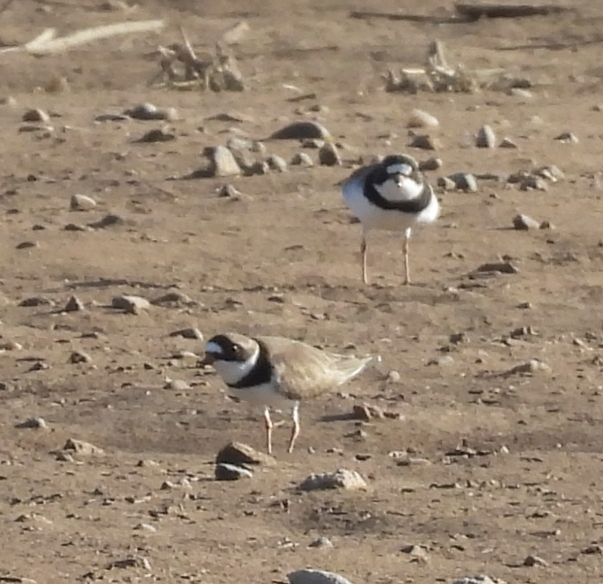 Semipalmated Plover - ML617985801