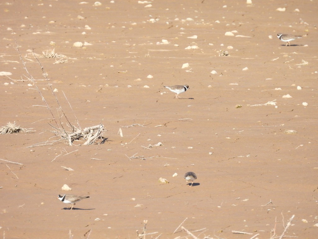 Semipalmated Plover - ML617985881