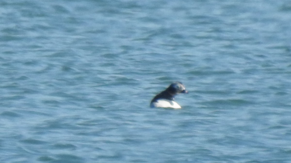 Long-tailed Duck - ML617985885