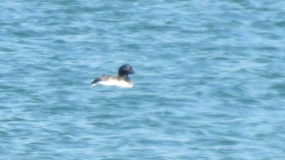 Long-tailed Duck - ML617985886
