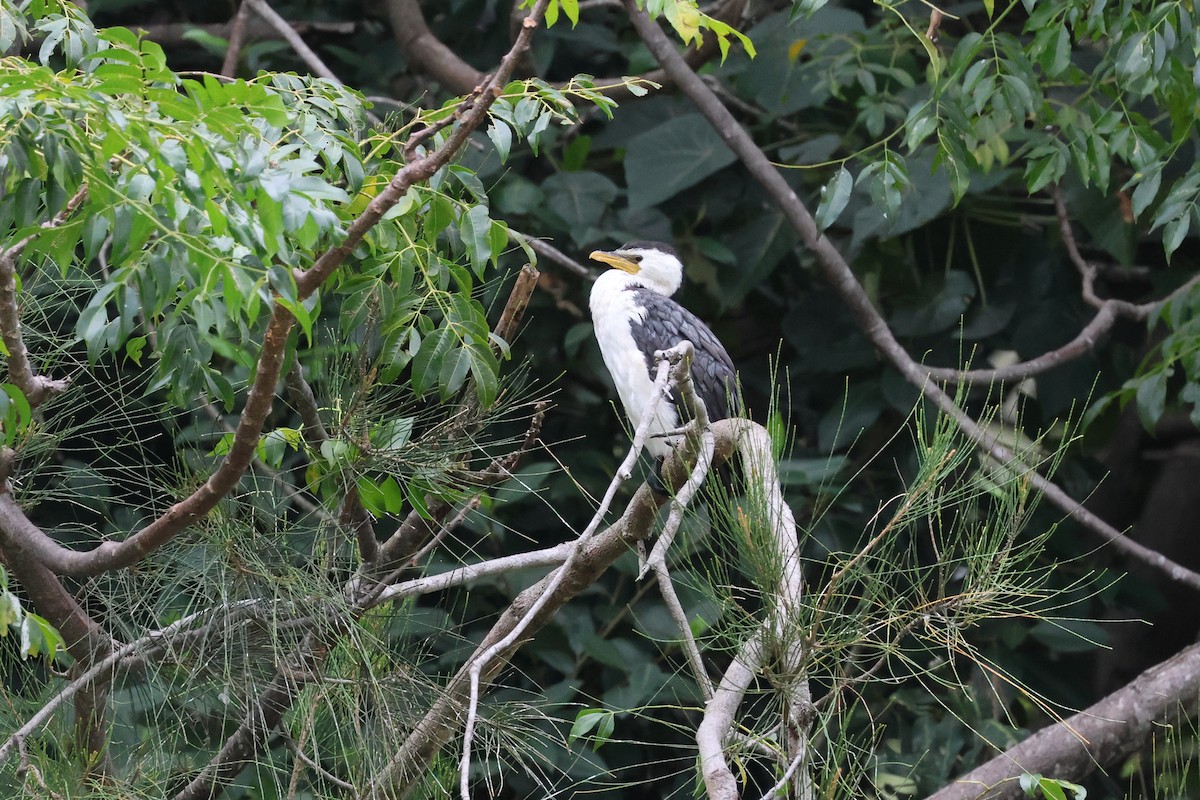 Little Pied Cormorant - ML617985909