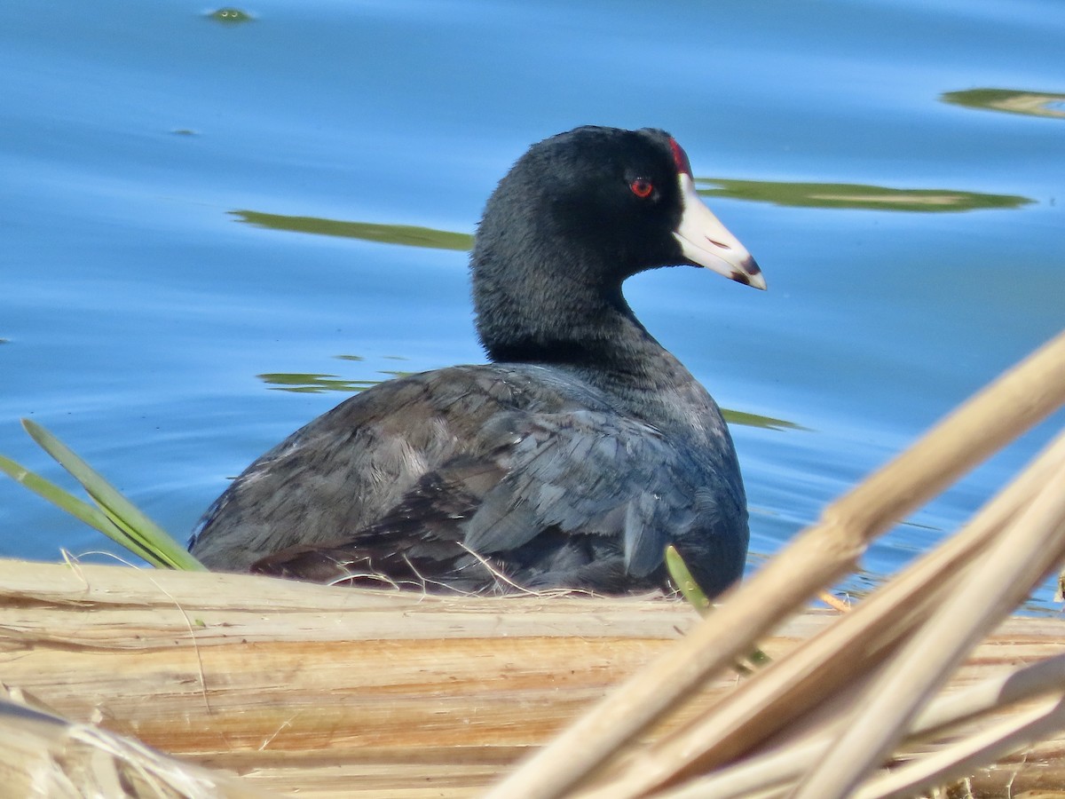 American Coot - ML617985911