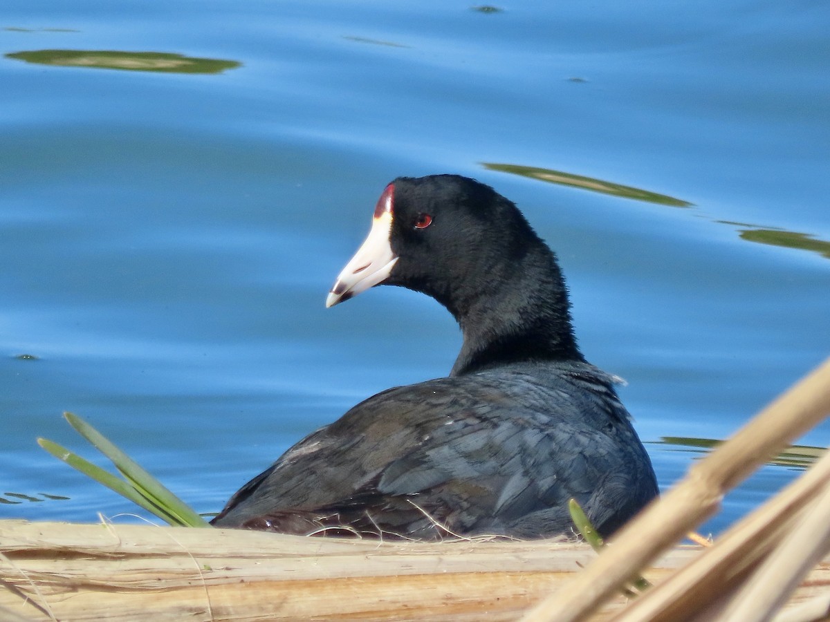 American Coot - ML617985912