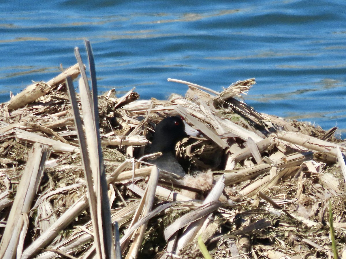 American Coot - ML617985915