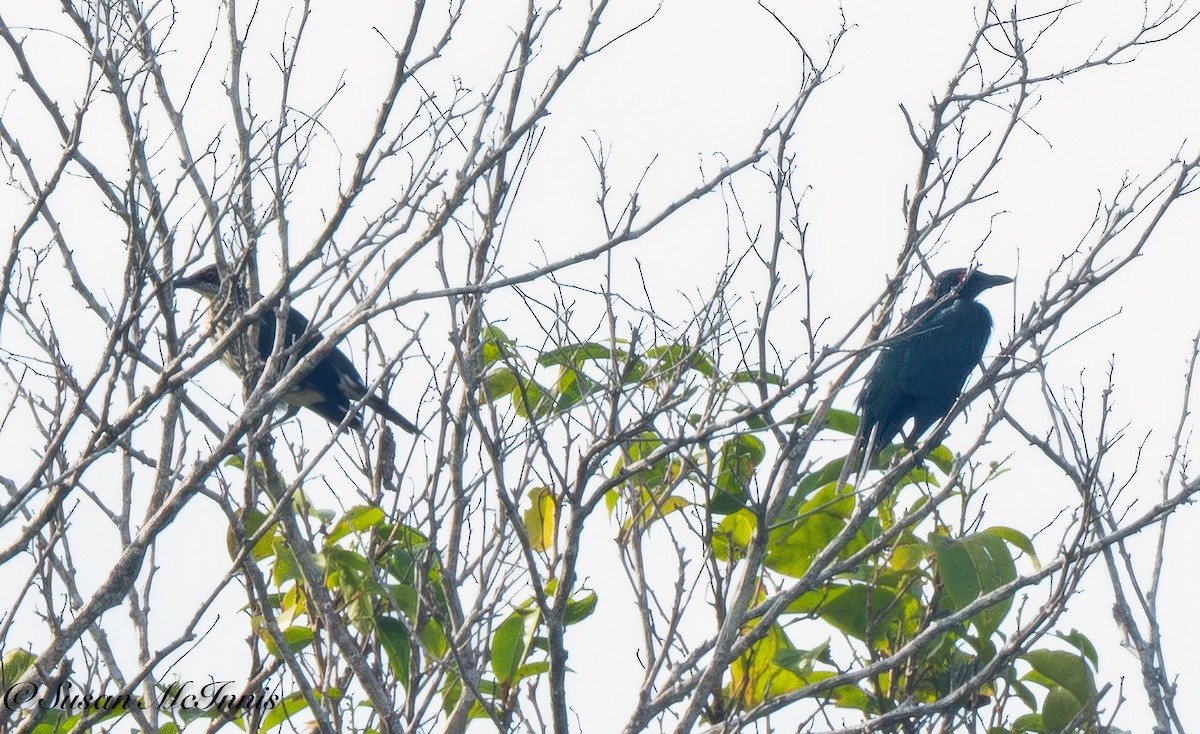 Singing Starling - ML617985922