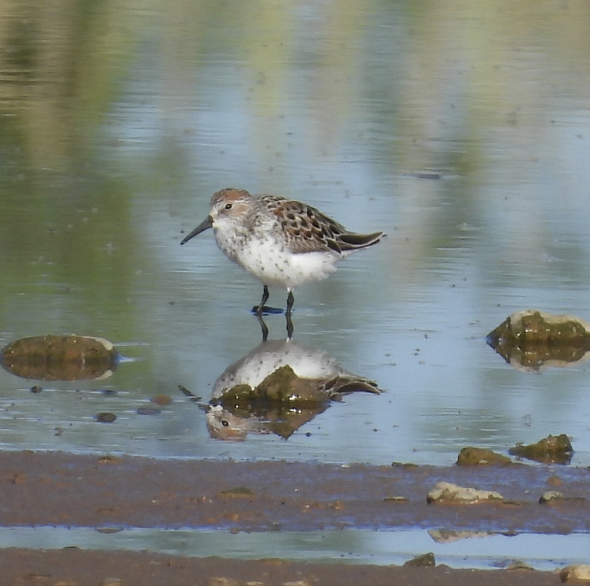 Western Sandpiper - ML617985923