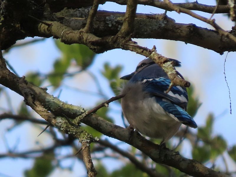 Blue Jay - ML617985925