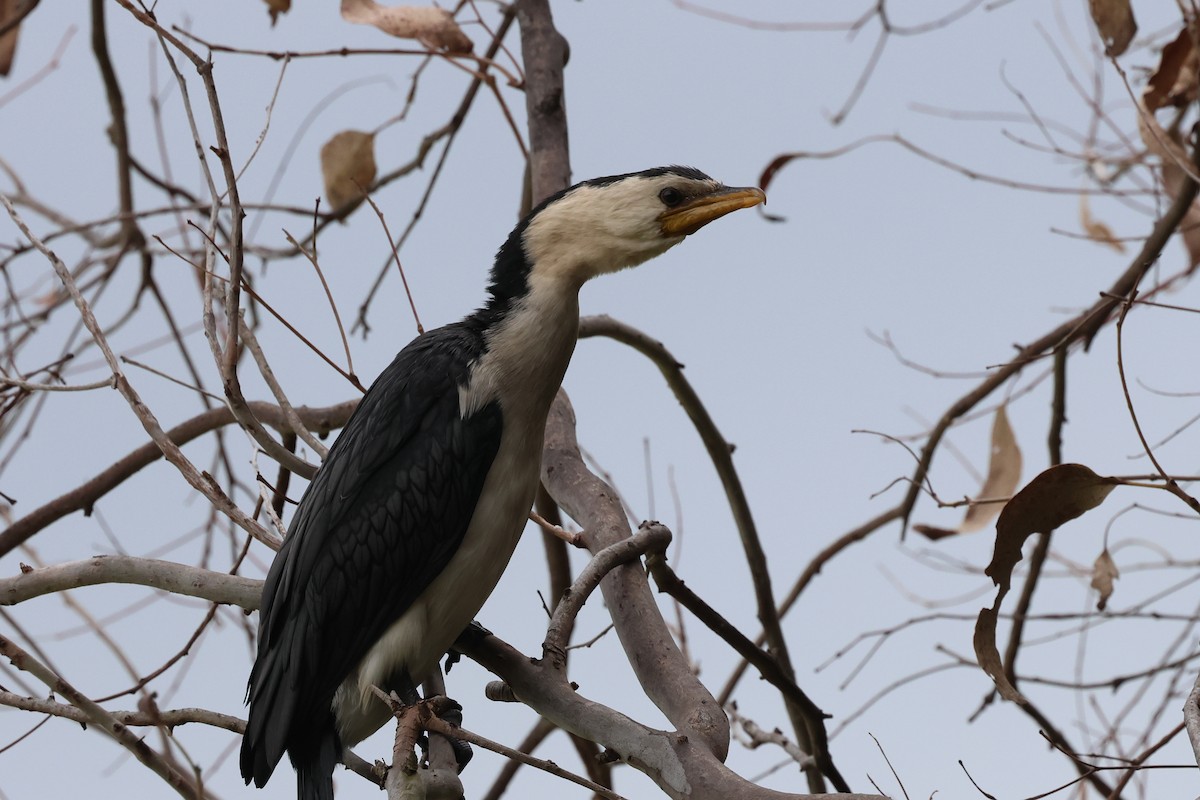 Little Pied Cormorant - ML617985927