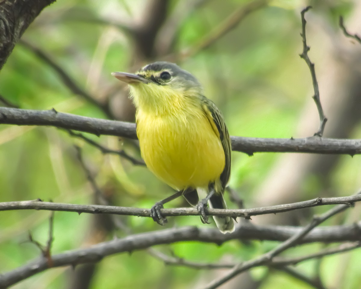 Maracaibo Tody-Flycatcher - ML617985929