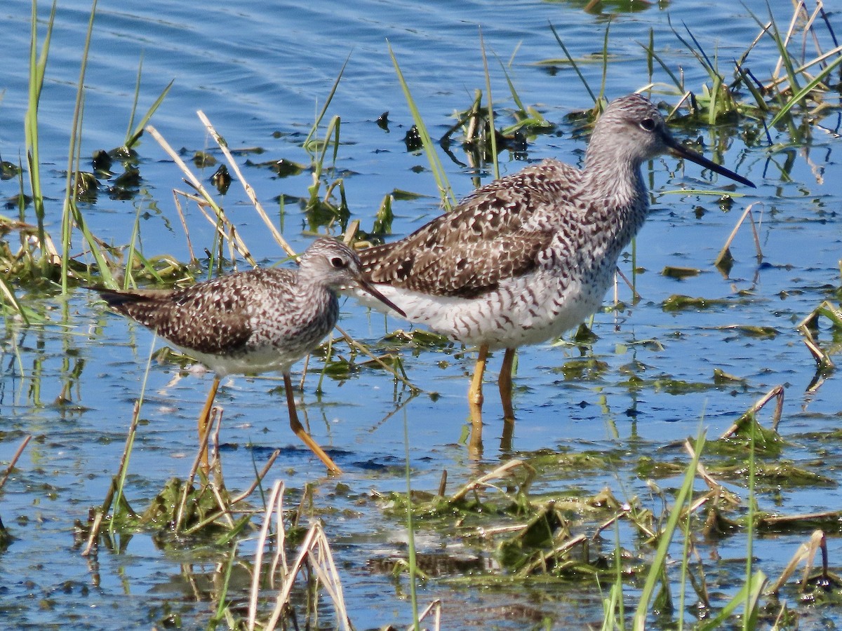 Greater Yellowlegs - ML617985946