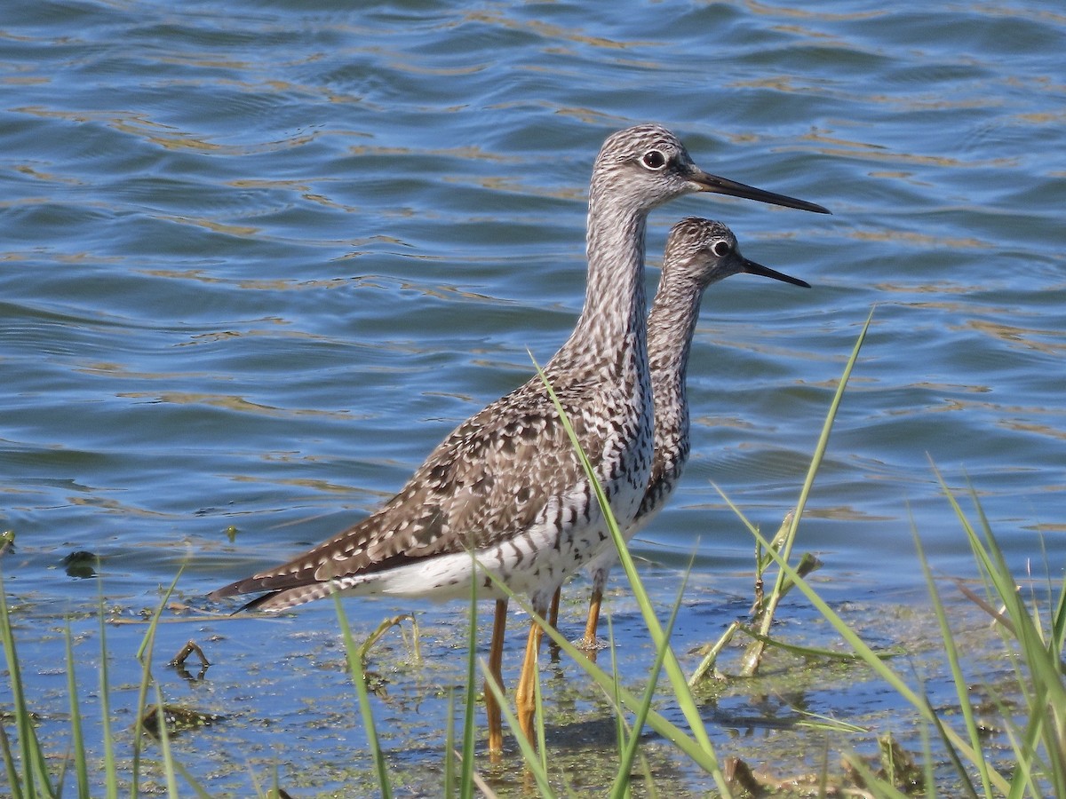 Greater Yellowlegs - ML617985947