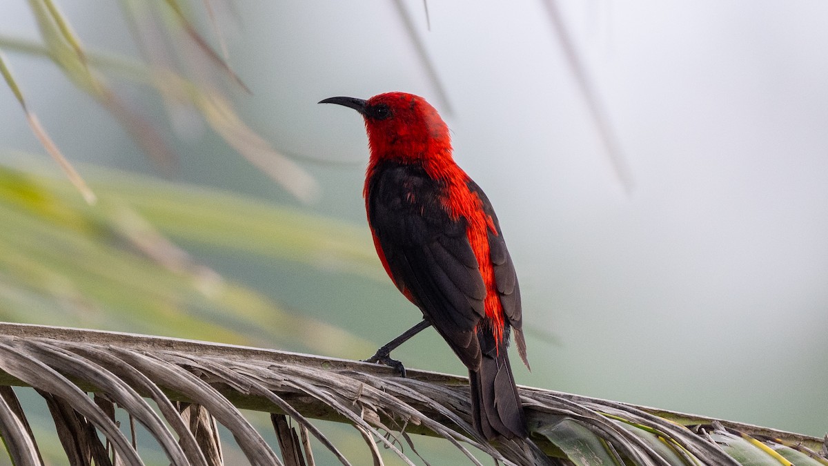 Micronesian Myzomela - Steve McInnis