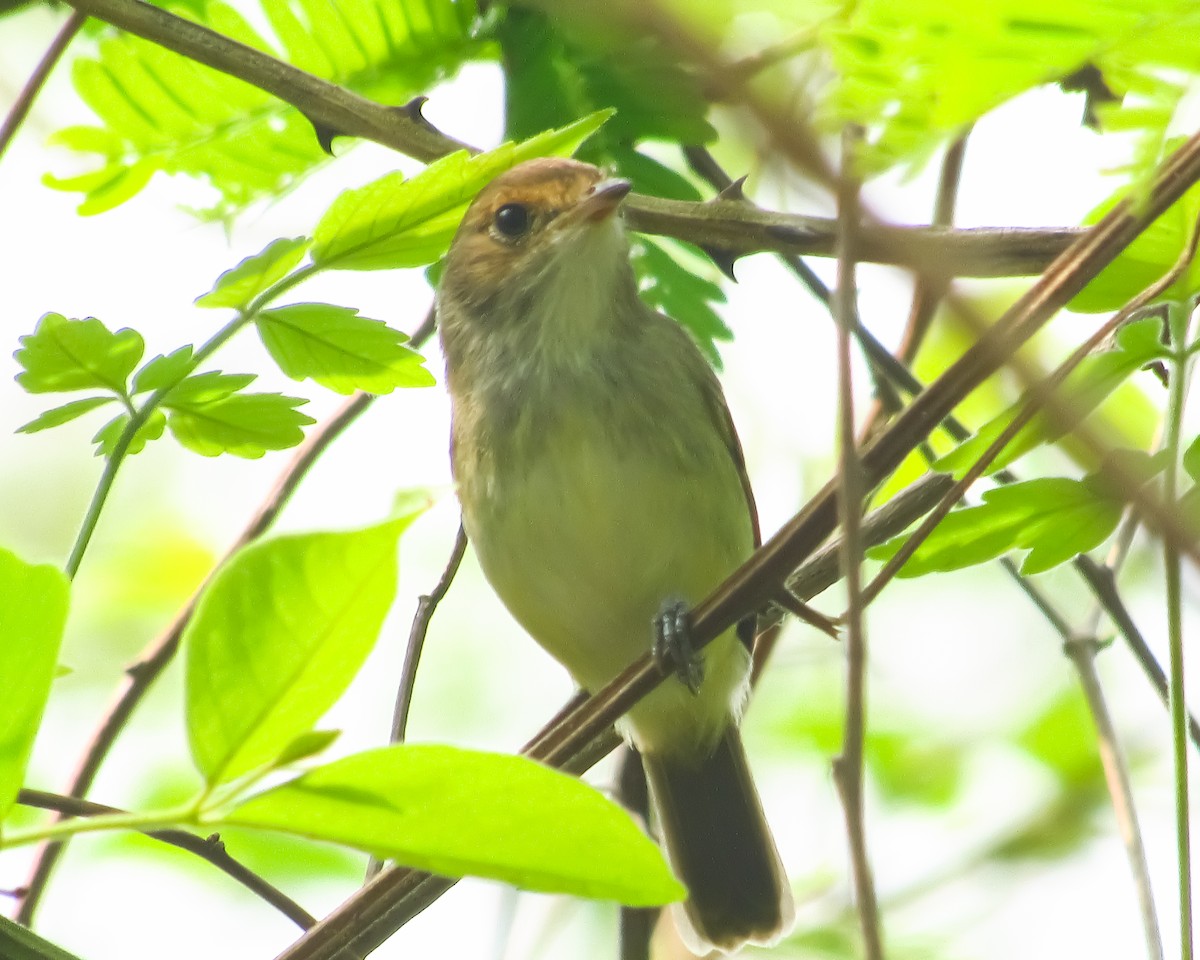 Fulvous-crowned Scrub-Tyrant - ML617985955