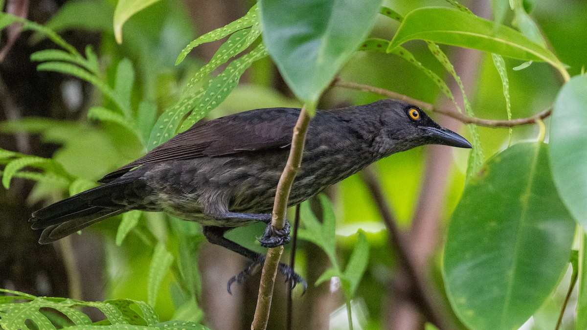 Micronesian Starling - ML617985993