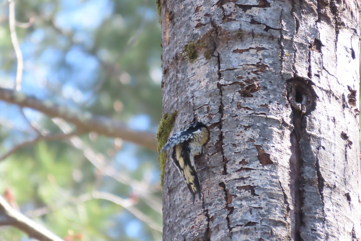 Yellow-bellied Sapsucker - ML617985994