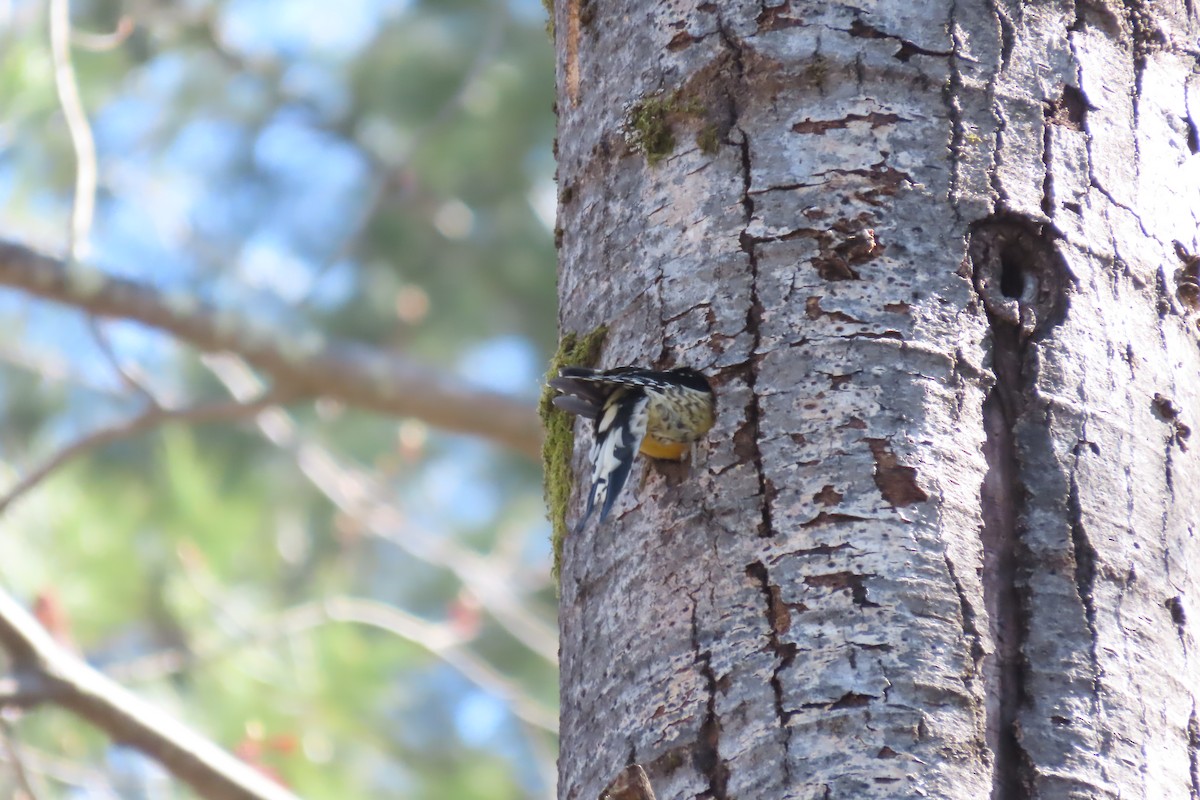 Yellow-bellied Sapsucker - ML617985995