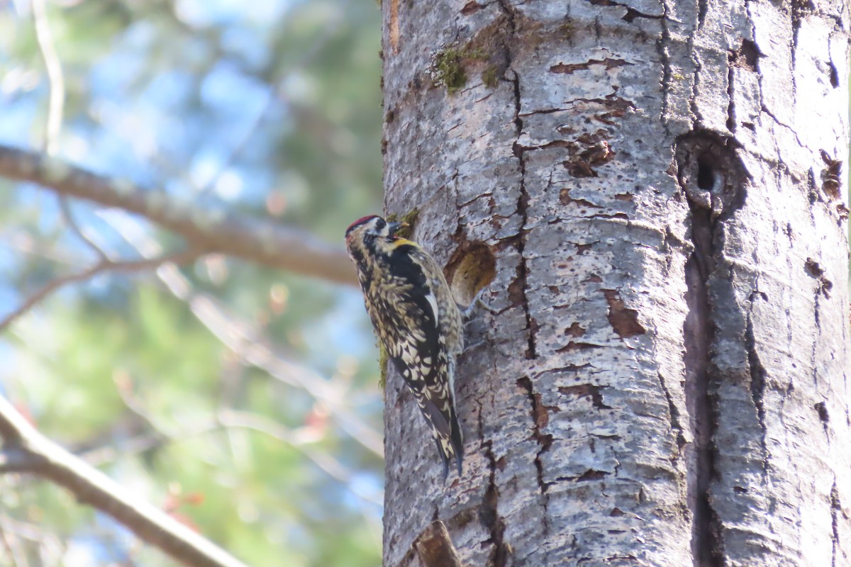 Yellow-bellied Sapsucker - ML617985996