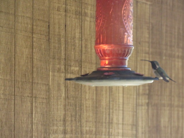 Işıldayan Kolibri - ML617986026