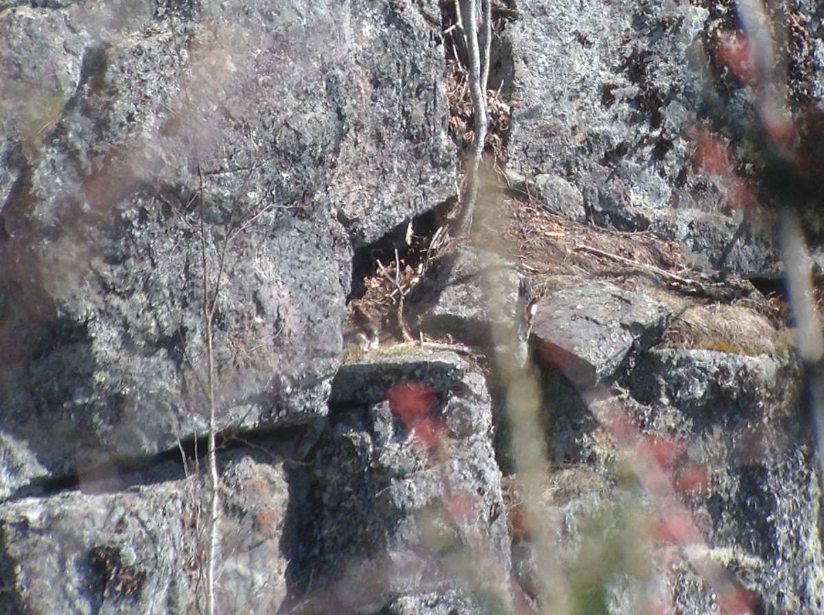 Peregrine Falcon - ML617986038