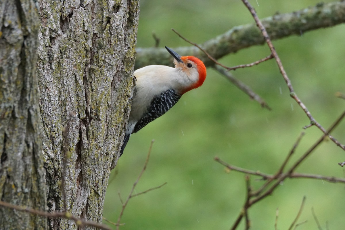 Red-bellied Woodpecker - ML617986063