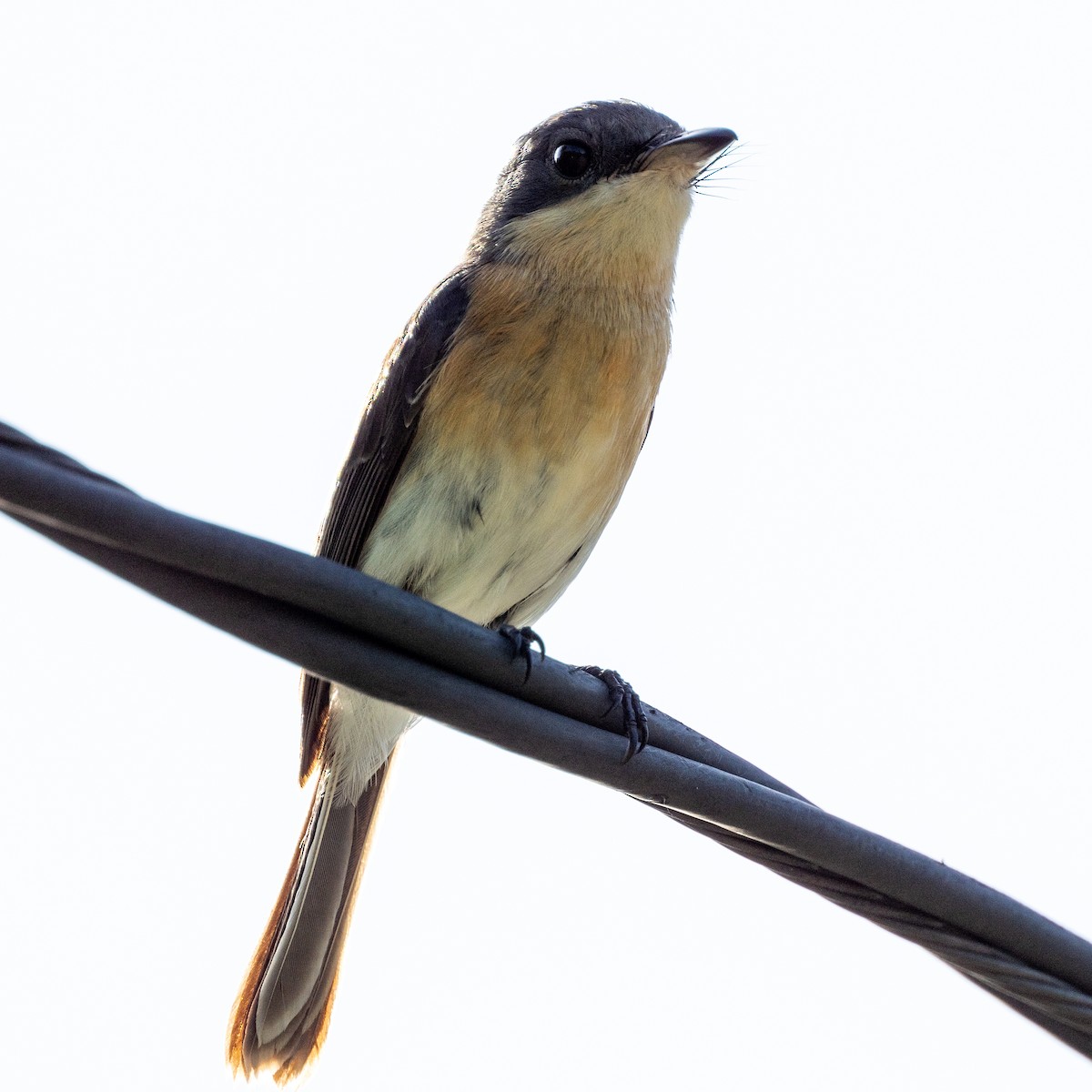 Oceanic Flycatcher - Steve McInnis