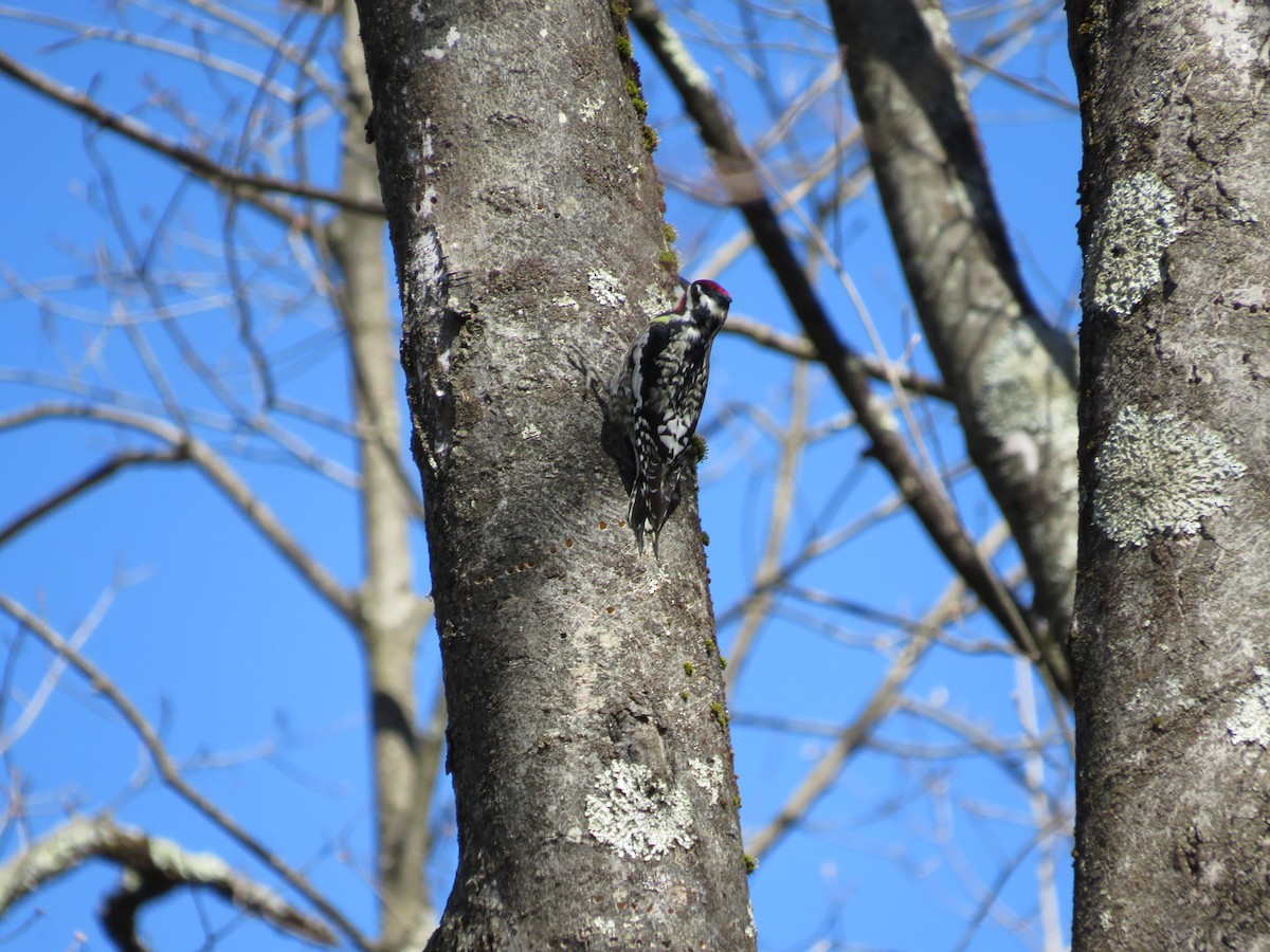 Yellow-bellied Sapsucker - ML617986069