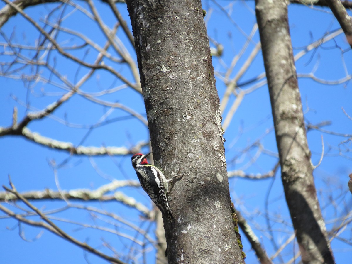 Yellow-bellied Sapsucker - ML617986077