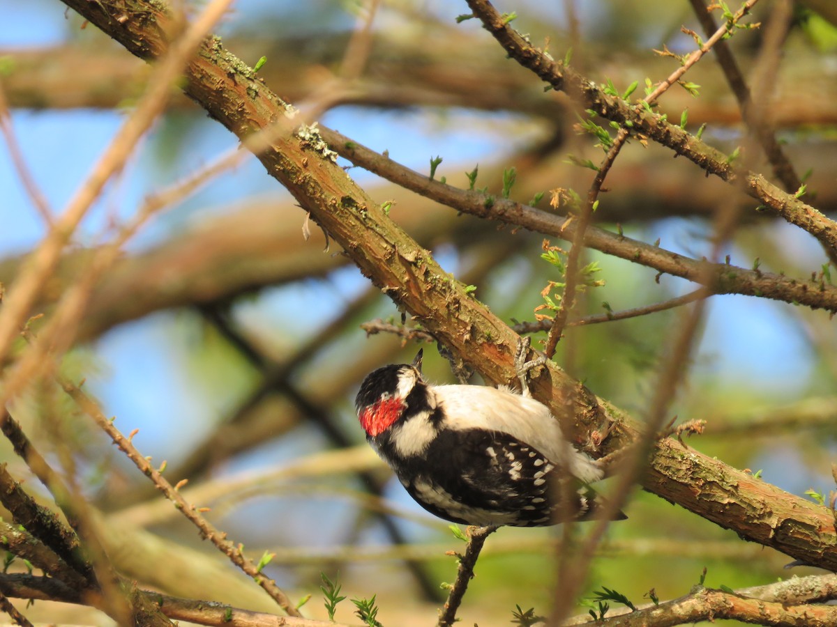 Downy Woodpecker - Keith Jahoda