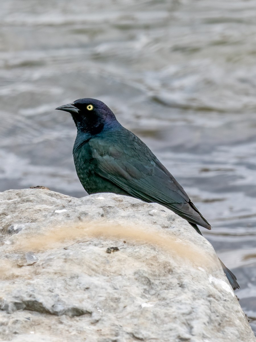 Common Grackle - Anne Belton