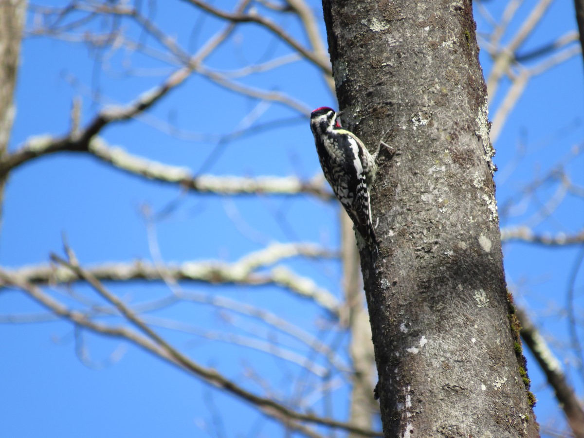 Yellow-bellied Sapsucker - ML617986105