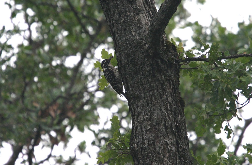 Nuttall's Woodpecker - ML617986110