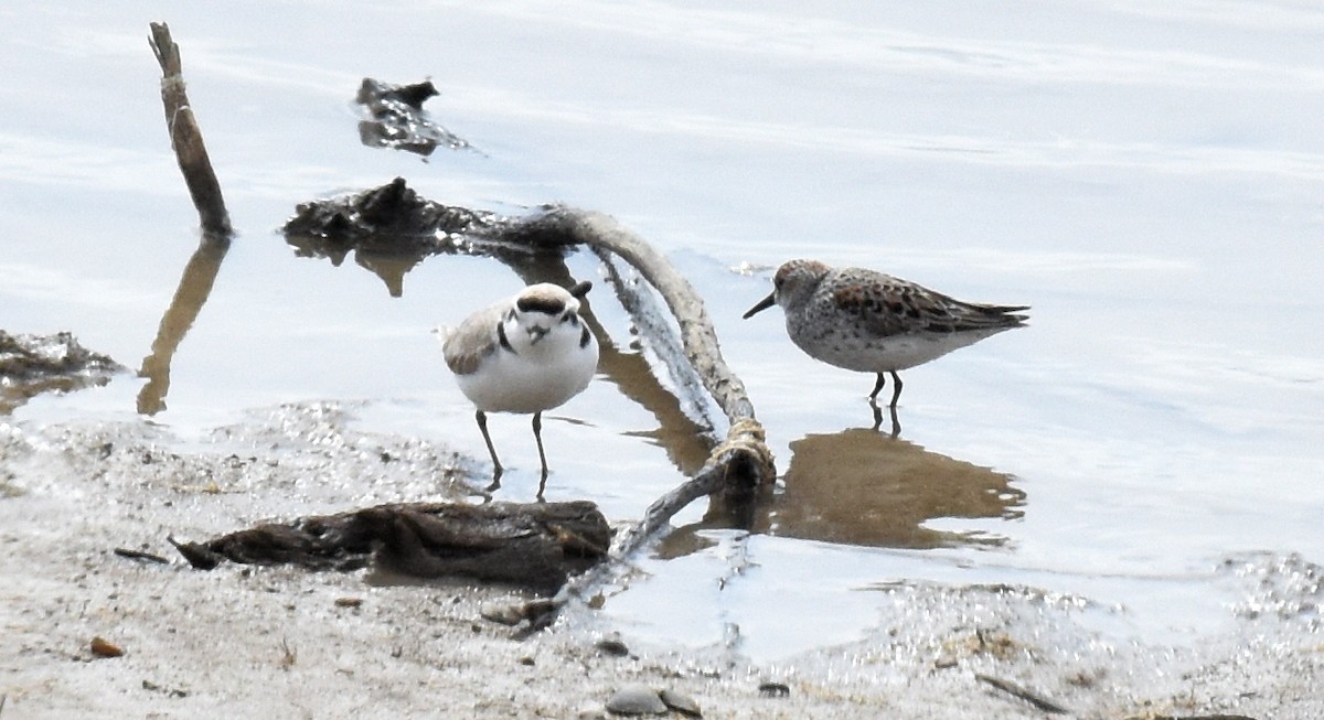 Snowy Plover - ML617986130