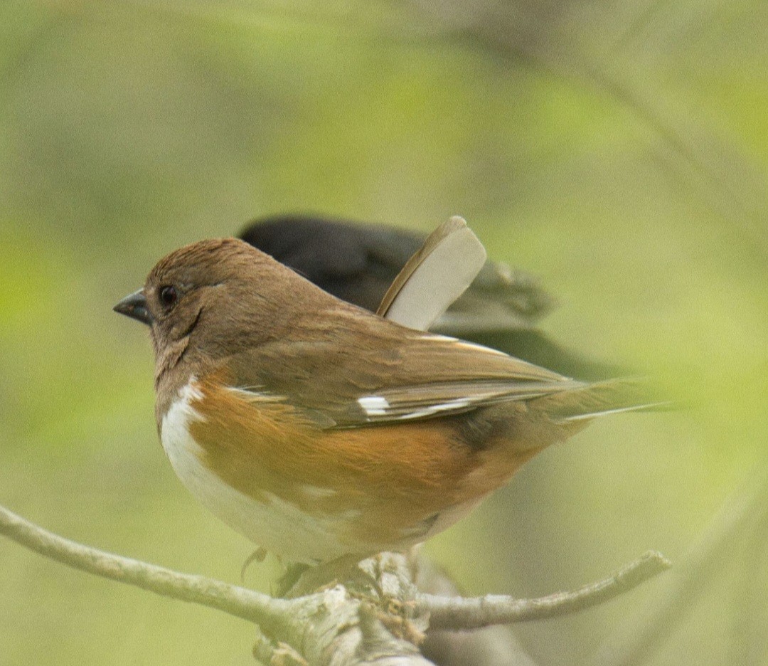 Eastern Towhee - ML617986145