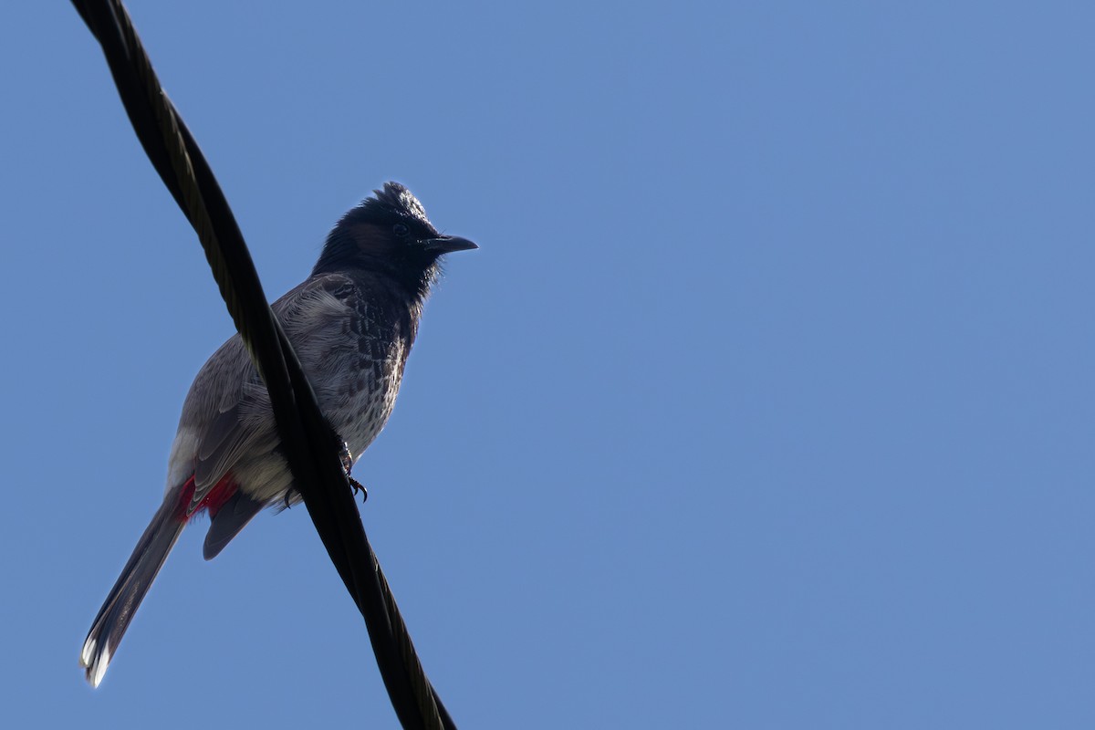 Bulbul à ventre rouge - ML617986151