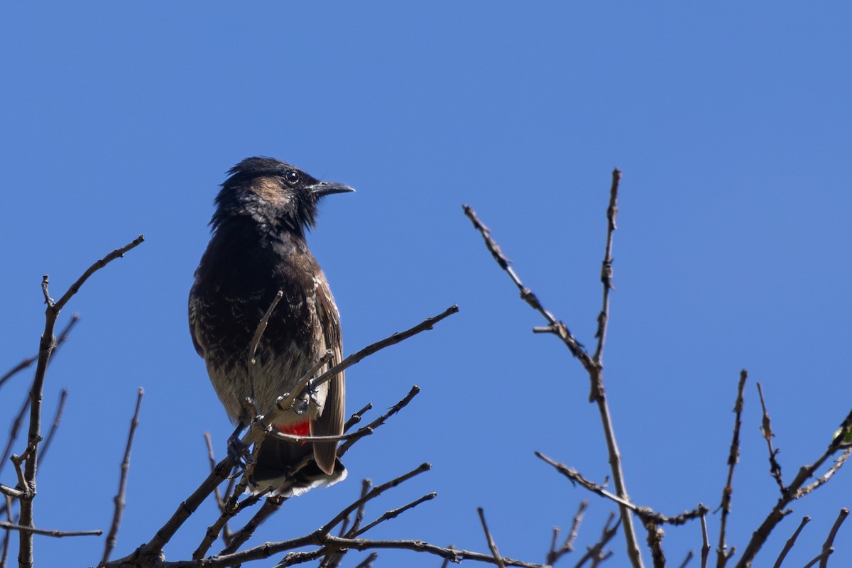 Bulbul à ventre rouge - ML617986152