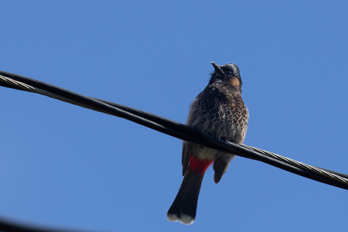 Bulbul à ventre rouge - ML617986154