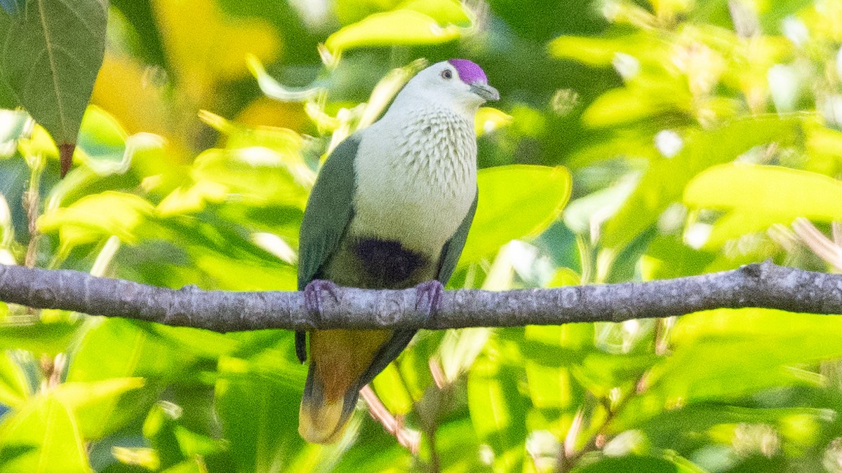 Purple-capped Fruit-Dove - ML617986216