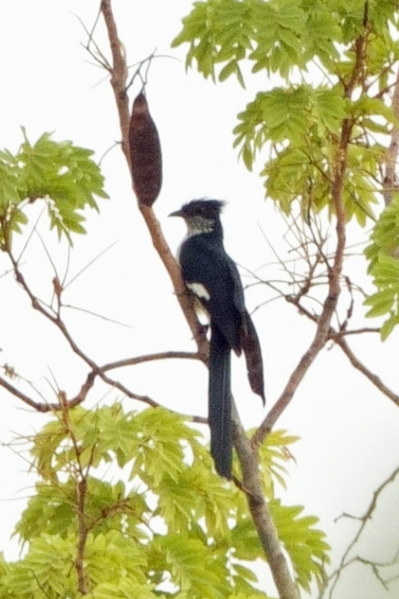 Levaillant's Cuckoo - Carl Haynie