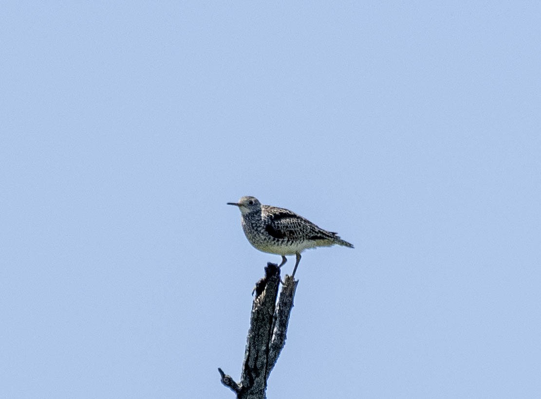 Upland Sandpiper - ML617986263