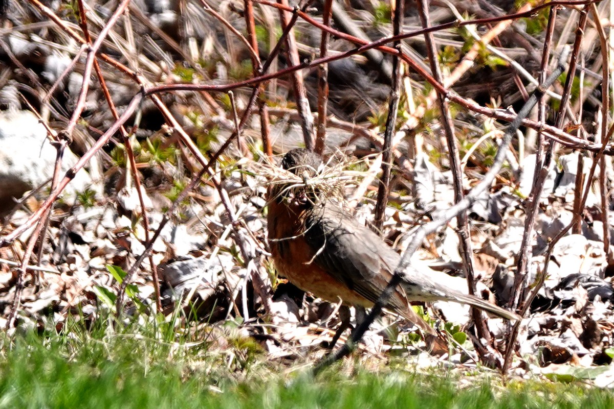 American Robin - ML617986266