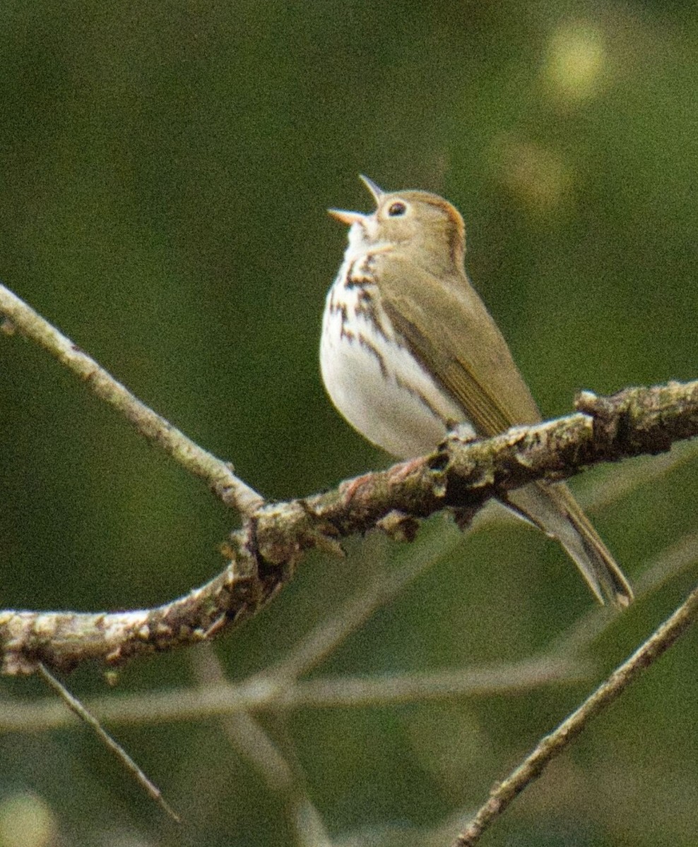 Ovenbird - ML617986287