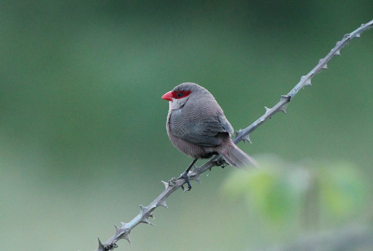 Common Waxbill - Bailey McCahon