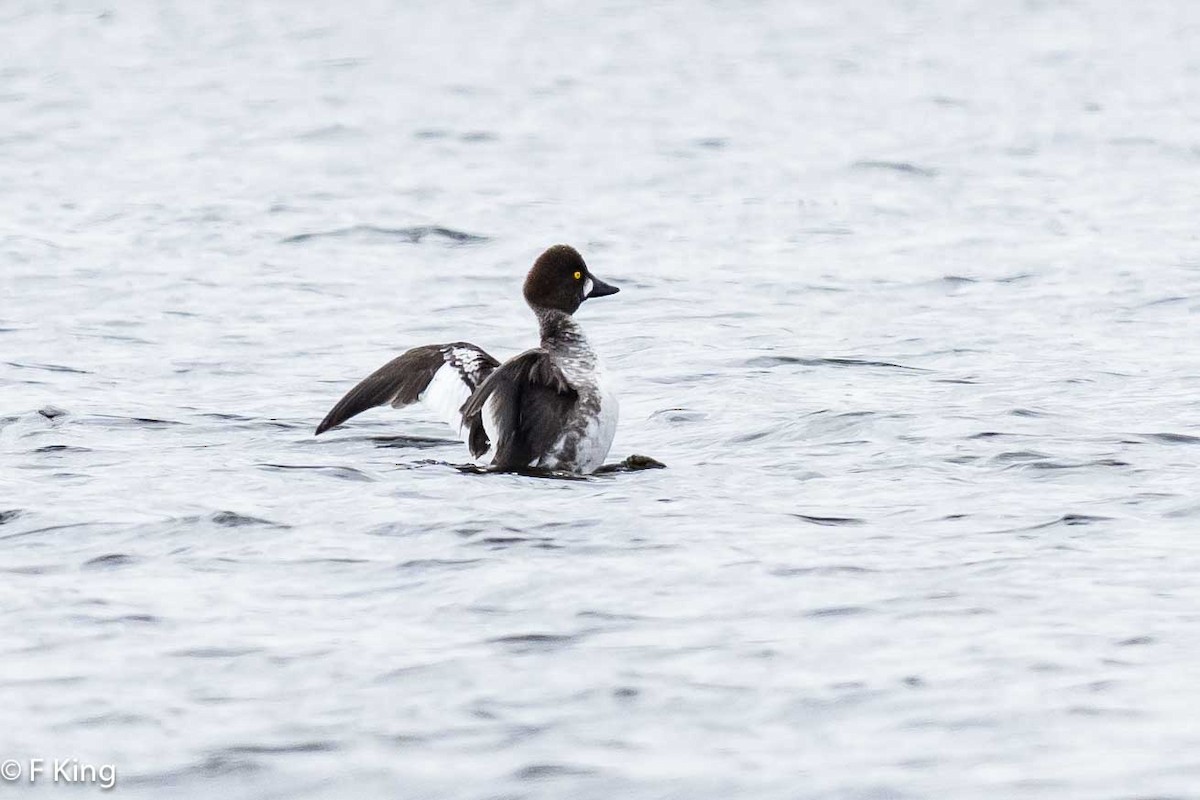 Barrow's Goldeneye - ML617986308