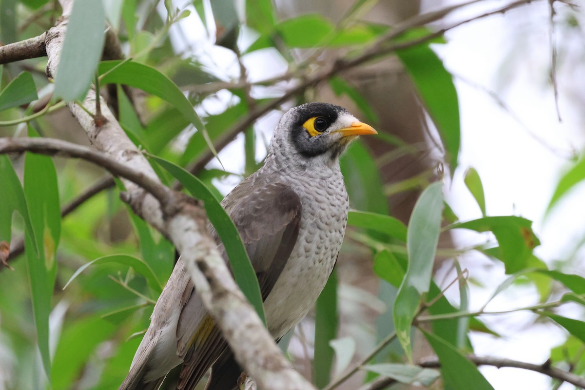 Noisy Miner - ML617986350