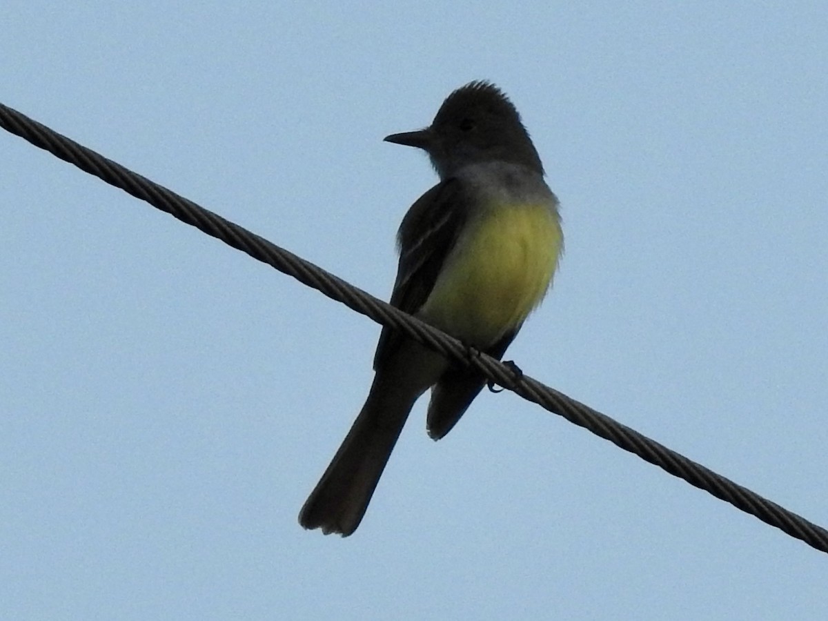 Great Crested Flycatcher - ML617986374